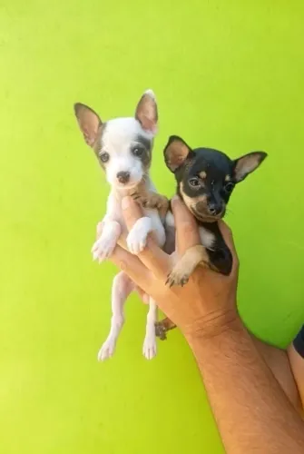 Pinscher