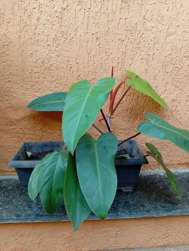 Planta