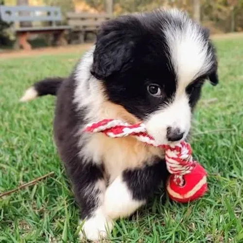 Border collie filhotes