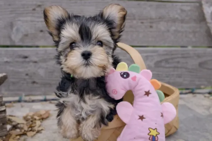 Filhotes de raça- Ursinhos Morkie Puppy (Maltês + Yorkshyre Terrier)