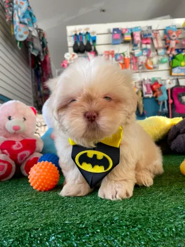 Shihtzu macho olhos verdes 
