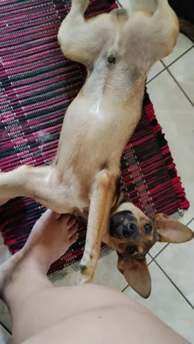 Doação filhote P