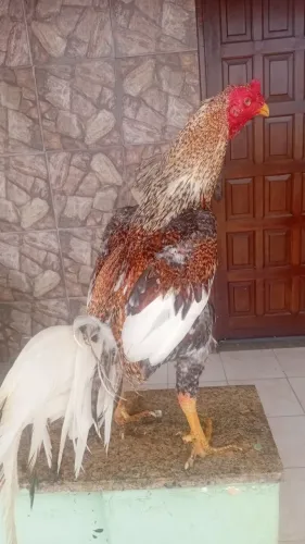 Galo indio mura