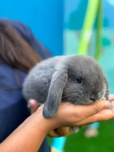 Coelhos da raça mini lop uruguaio.