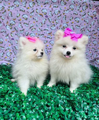 Lulu da Pomerania anã femea vacinada