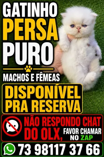 GATINHOS PUROS ( CHAME NO ZAP 73 98117 37 66)