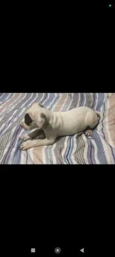 Vendo lindos filhotes de Pitbull 
