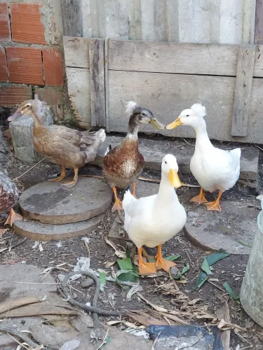 Vendo13 marrecos; 5 pequim e 6 marreco rouen, sendo 2 adultos e 5 filhotes.