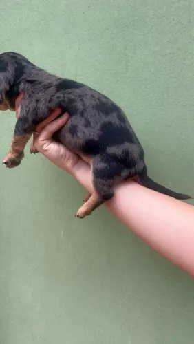 Dachshund (cofap) fêmea a venda