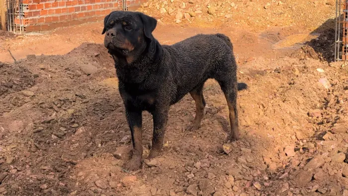Rottweiler filhote 900 M, 1200, F