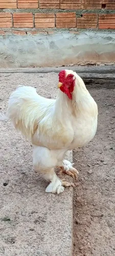 Galo da raça Brahma