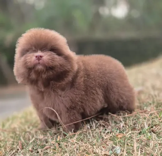 Lulu da Pomerânia - Uma bolinha de pelos cheia de amor