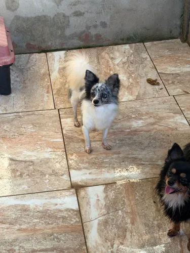 Machinho de chihuahua piebald merle adulto 1 ano e dois meses 