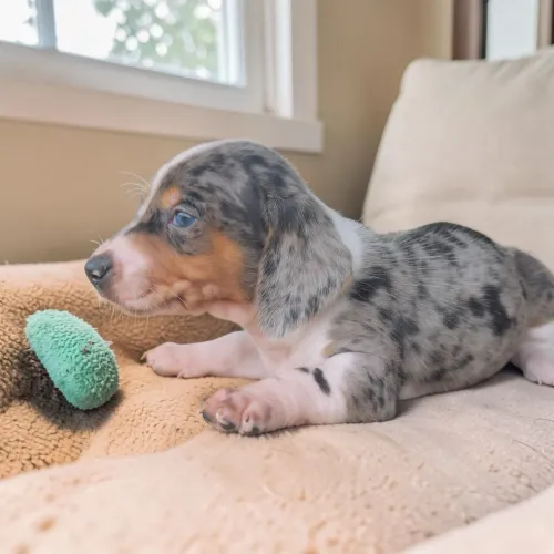 Daschund Kaninchen 