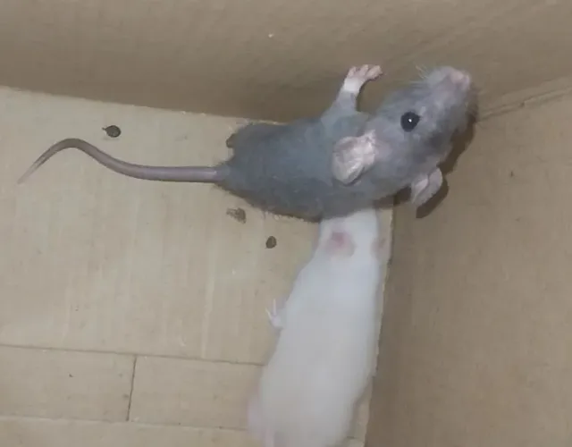 Ratinhos twister