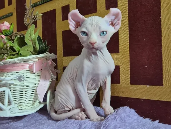 FILHOTE SPHYNX ELF FÊMEA - SPHYNX ELF FÊMEA BRANCA -  GATIL SPHYNX ELFA - ELF CAT