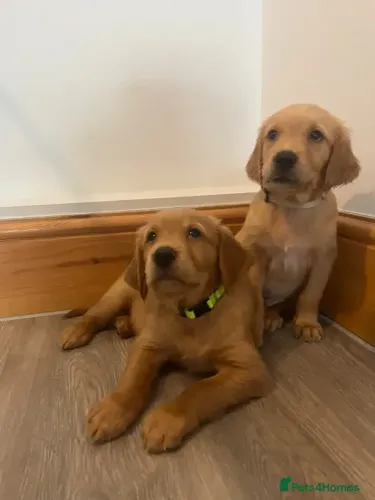 Filhotinhos temperamento calmo Golden Retriever