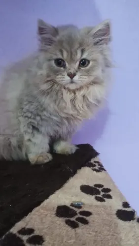 Gato britsh longhar 