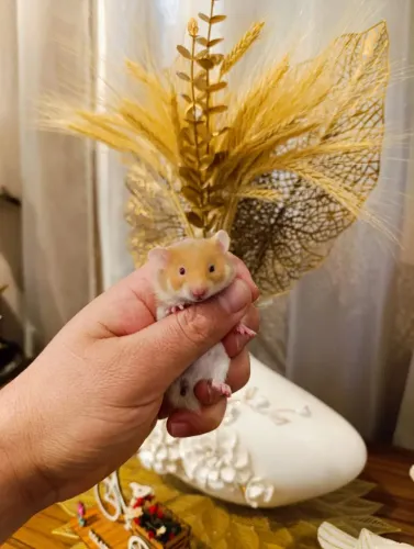 Hamster Sírio 