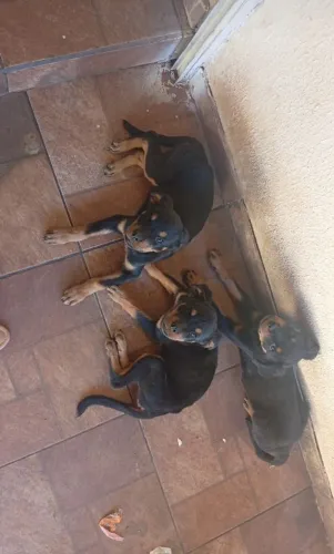 Filhotes de Rottweiler