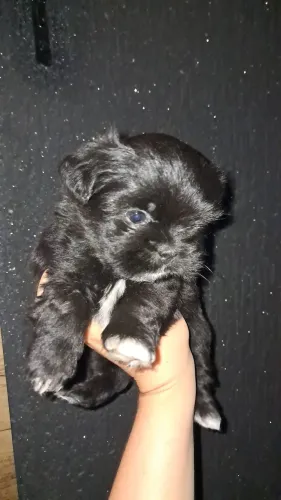 Shitzu macho pretinho lindo