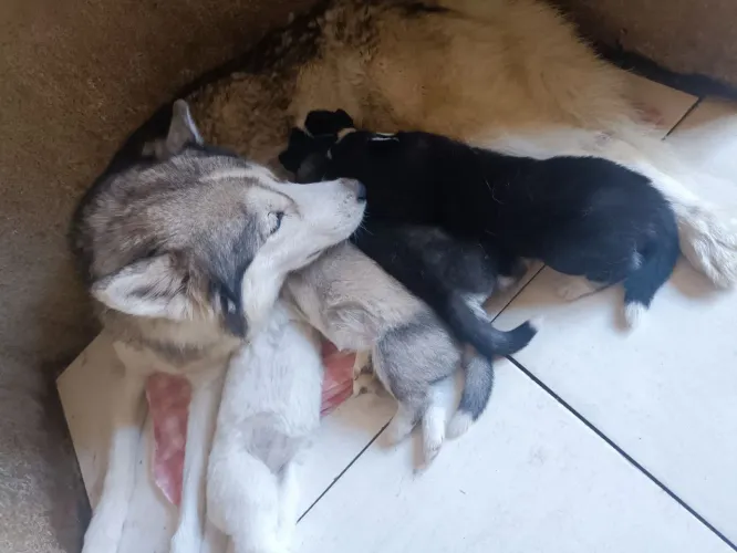 Filhotes de Husky Siberiano