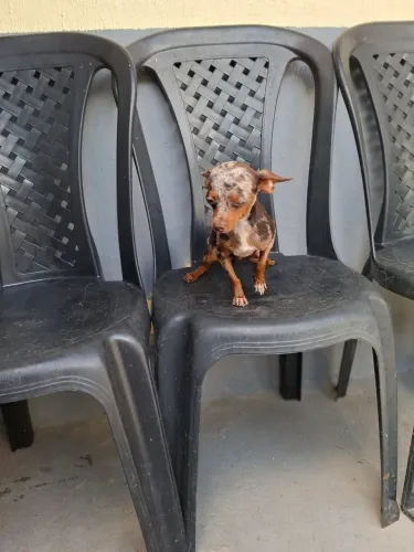 Pinscher