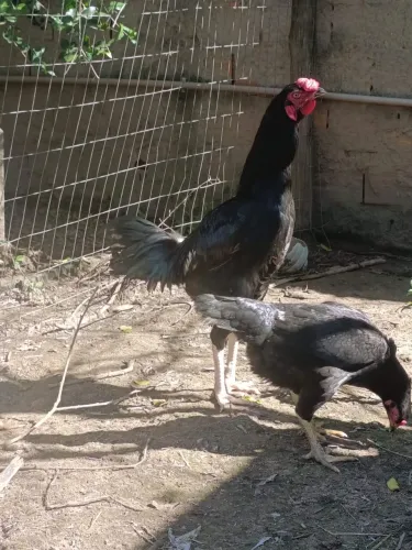 Galo mestiço índio 