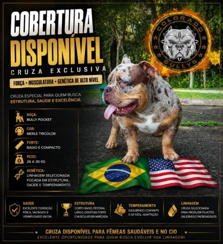 American Bully ( COBERTURA)