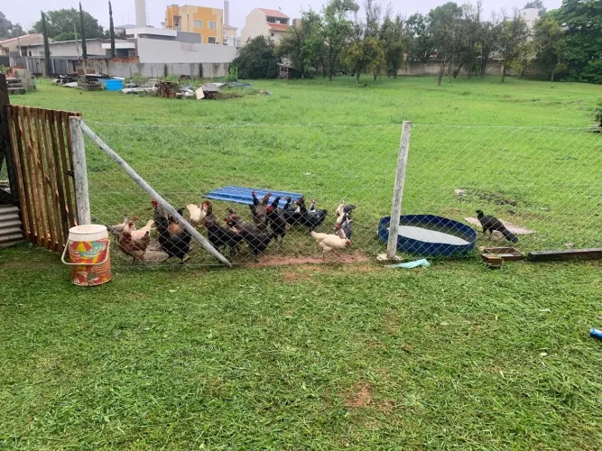 Vendo lotes de Galinhas, Patos e Galinzés
