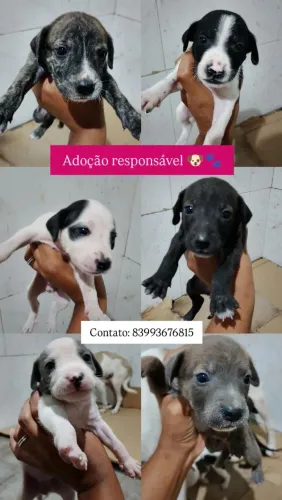 Adoção Responsável - Filhotinhos de cachorro para adoção