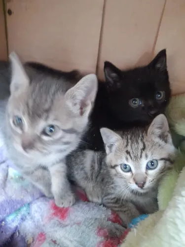 Gatinhos pra doação Pinhais *