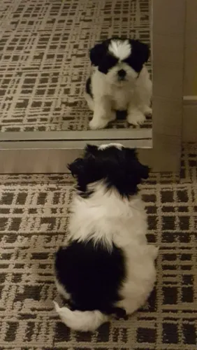 Shih Tzu Cachorros disponíveis com saída imediata