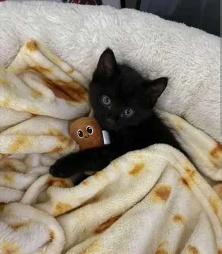 Gatinhos pretinhos disponível