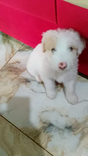 FILHOTE husk siberiano e chaw chaw