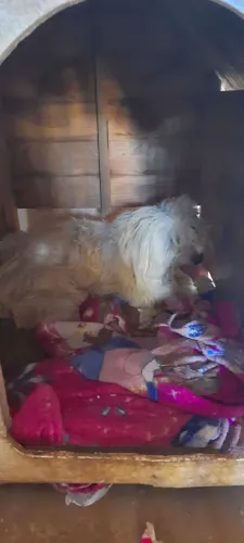 Cachorro lhasa