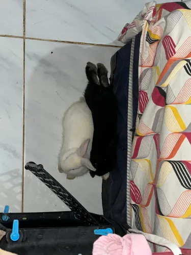 Coelhos 