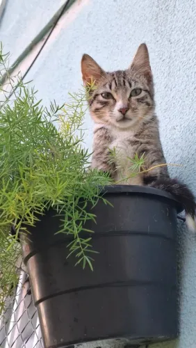 Gatinhos pra adoção