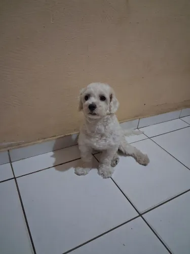 Procuro macho pra cruzar da mesma raça maltês