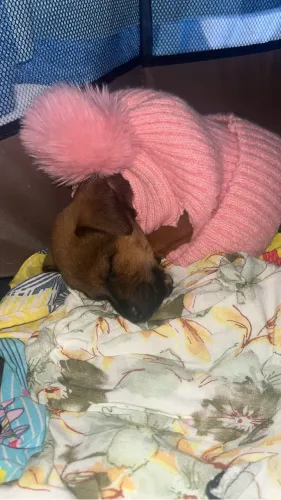 Cachorro