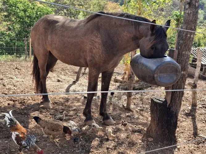 Cavalo machador Grande