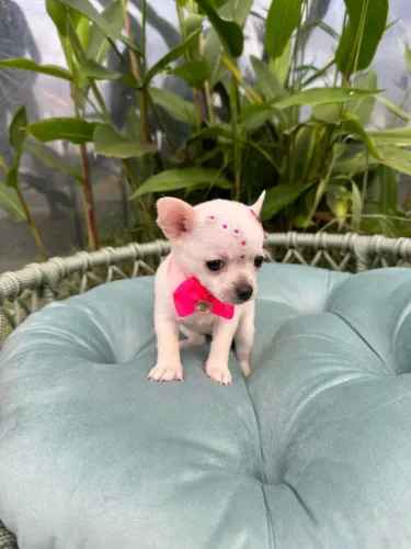 Chihuahua pelo curto 