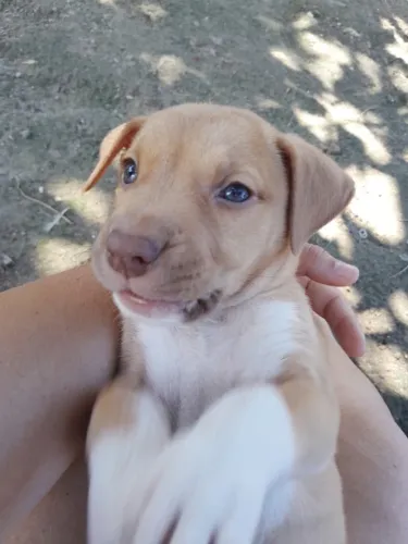 Cachorra pitbull pra vender, 47 dia de vida, valor 750 avista aceito cartão de crédito