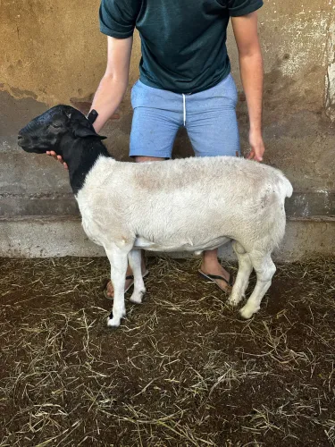 Borrego Dorper puro sem RG