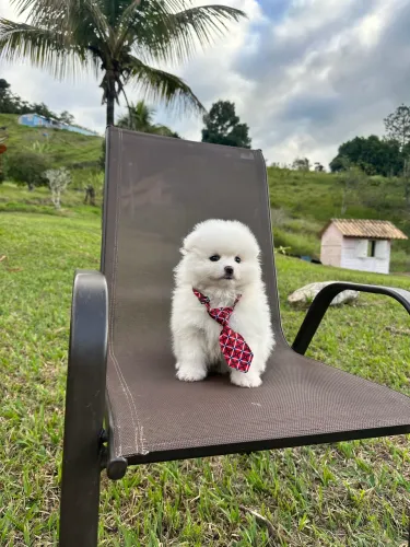 Spitz alemão anão linhagem coreana