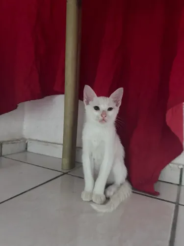 Adoção de gatos filhotes