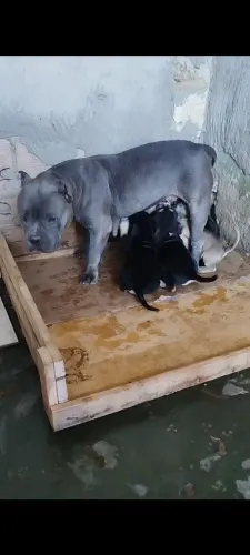American Bully x American Pitbull terrier