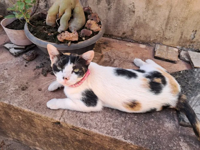 Gata CASTRADA disponível para adoção