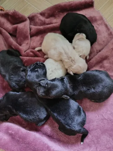 Filhote de poodle misturado