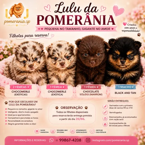 Filhotes Exóticos (Chocomerle) de Lulu da Pomerania